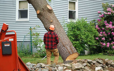 Tree services on Cape Cod